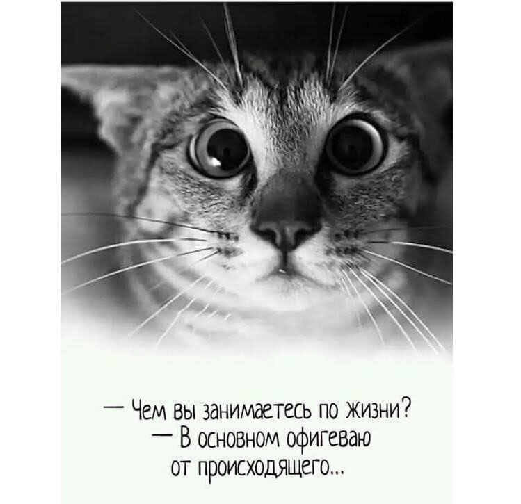 Источник фото: https://f2.mylove.ru/ErmqhA0png.jpg