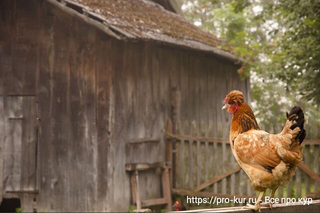 Как сделать сарай для перепелов на зиму своими руками