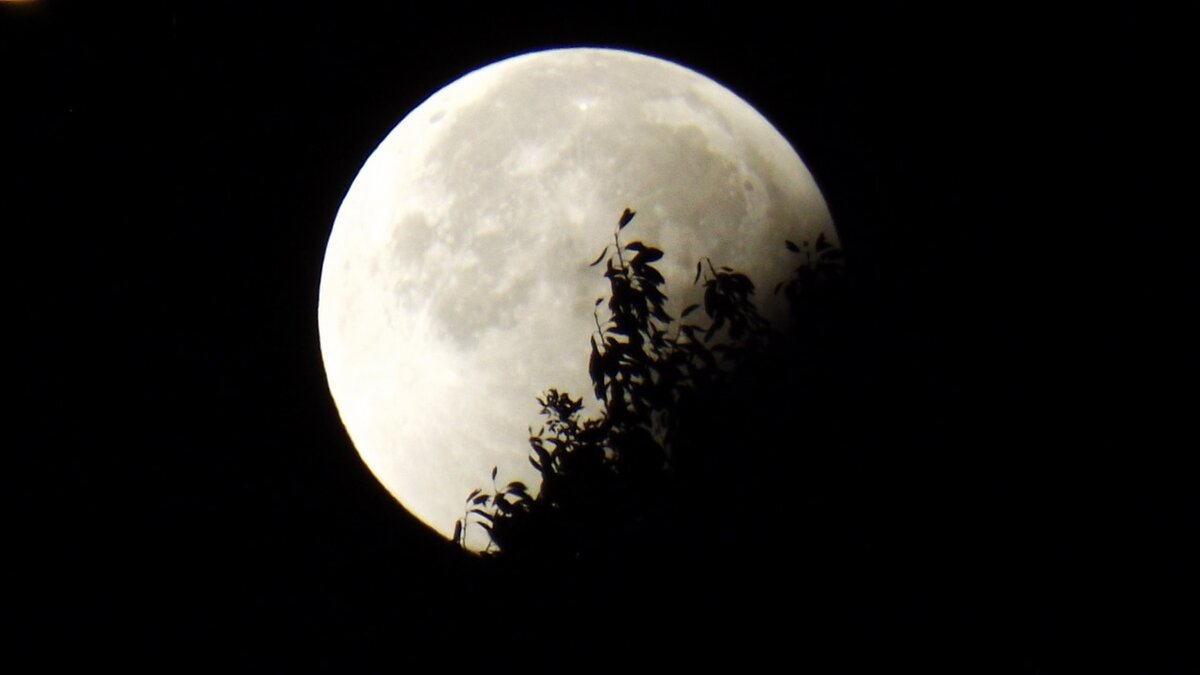 https://pixabay.com/photos/moon-eclipse-moon-and-foliage-961850/