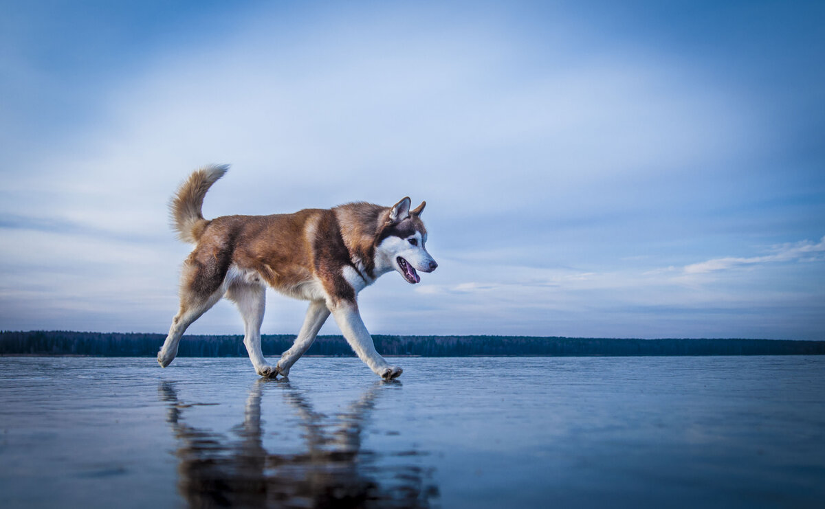 Фото в статье - мои и моего пса, у нас все хорошо. Просто показывать фото героев истории считаю не этичным
