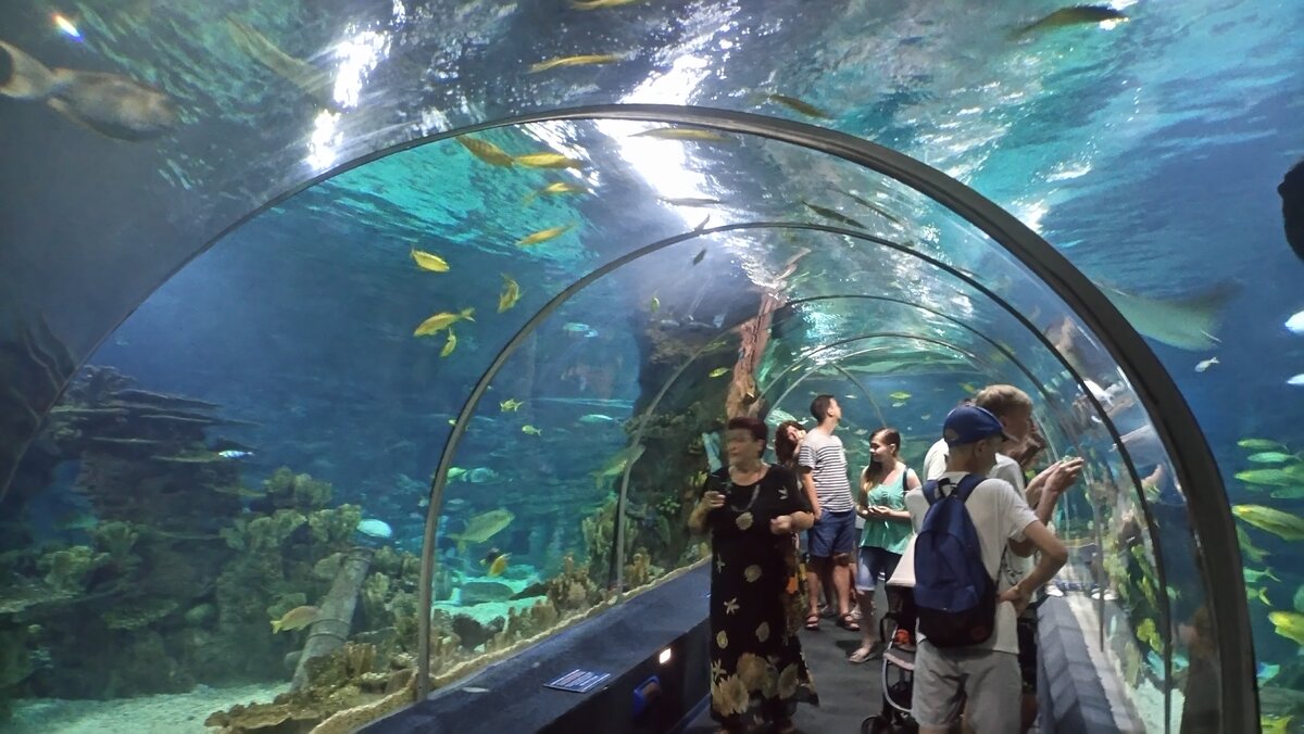 Океанариум адлер сайт. Сочи Дискавери ворлд аквариум. Сочинский океанариум Сочи. Океанариум в Адлере Sochi Discovery World Aquarium. Парк Ривьера Сочи океанариум.
