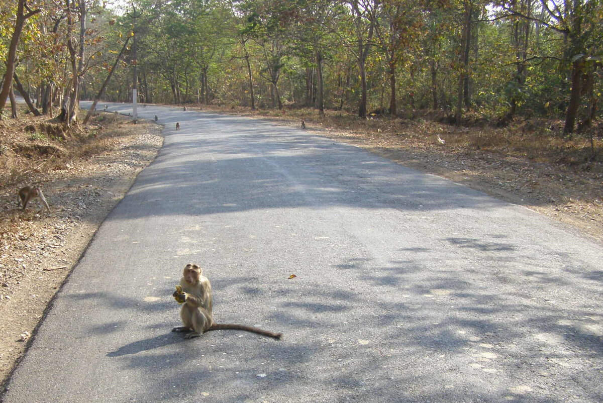 Не только обезьяна на переднем плане, но и столбики вдалеке - обезьянки. Фото Сергея Кудрявцева