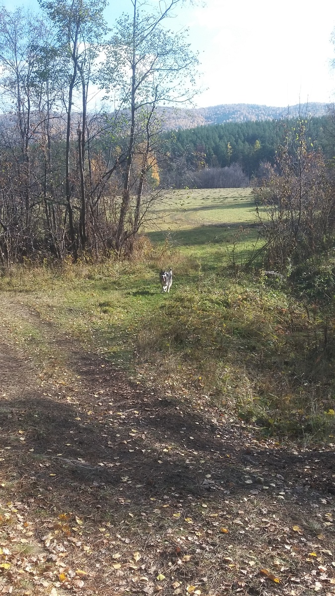 Возвращаюсь из погони