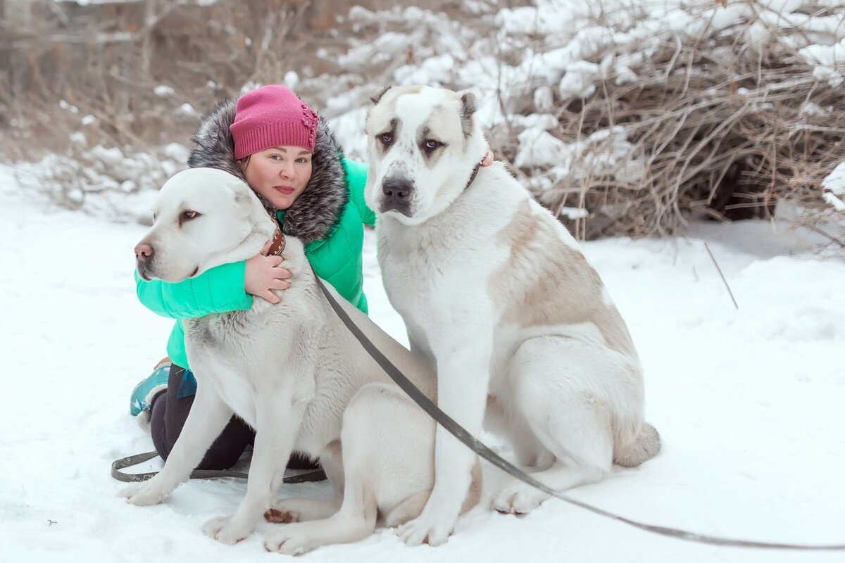 Бульдозер алабай чемпион. Среднеазиатская овчарка. Как алабаи переносят мороз. Алабай собака. Как алабаи переносят мороз.