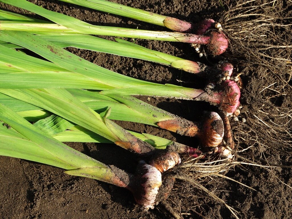 выкопанные гладиолусы