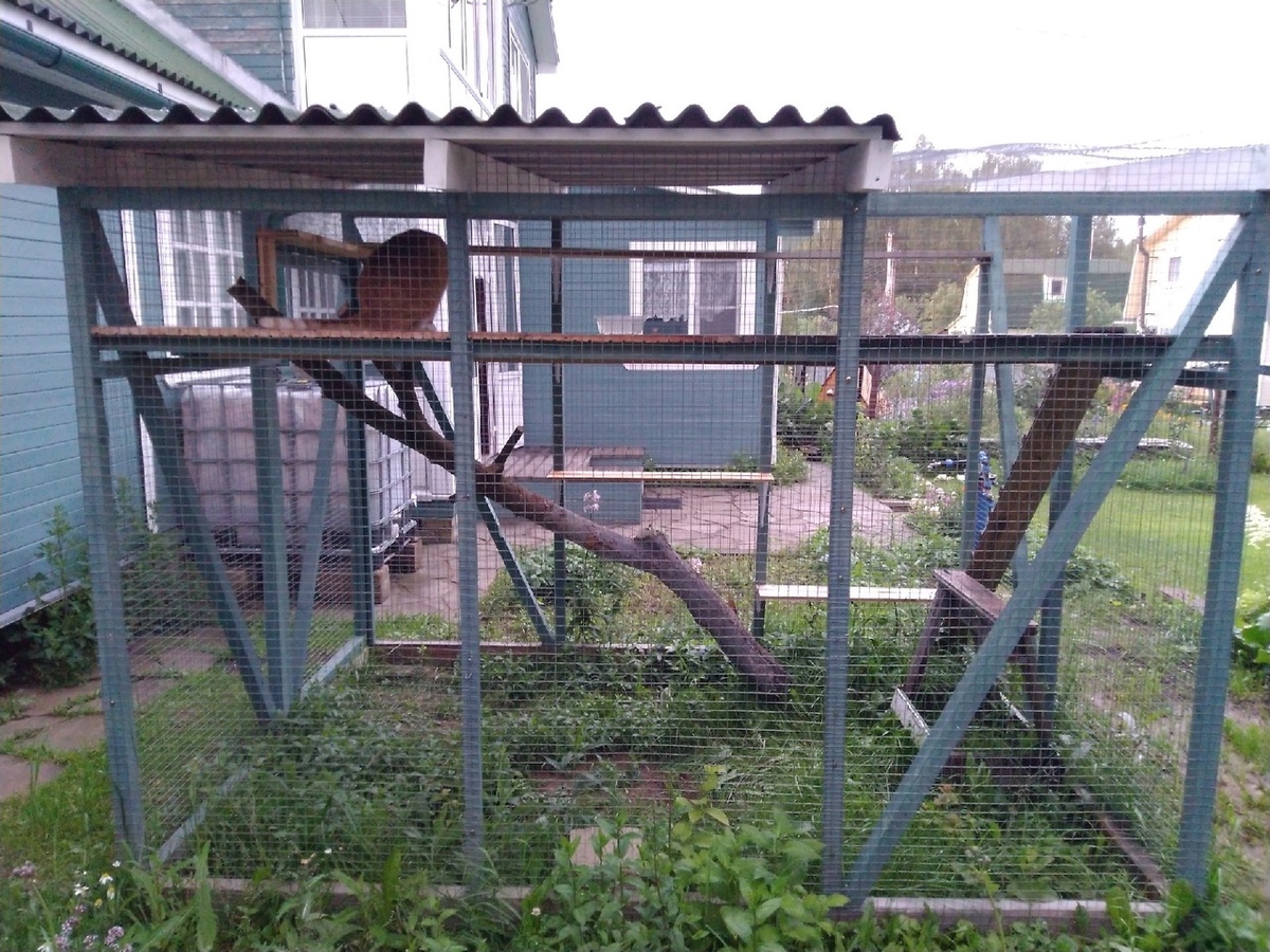 1966). 16.09.2016 - Кот Михаил живет домой (фото из дома)