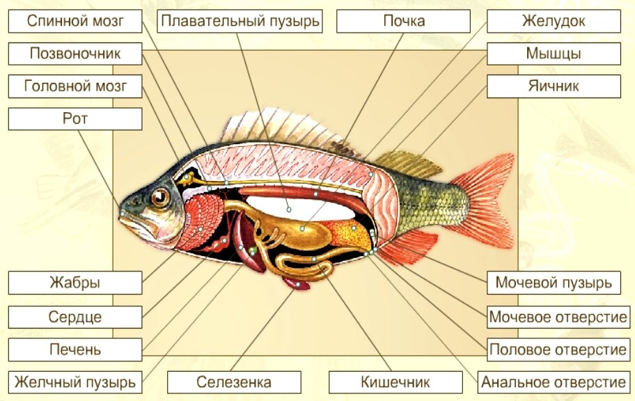 Окраска тела рыбы на брюшной и спинной. Наружное строение костной рыбы. Внутреннее строение рыбы схема. Внутреннее строение костной рыбы схема. Внутреннее строение костной рыбы 7 класс биология.