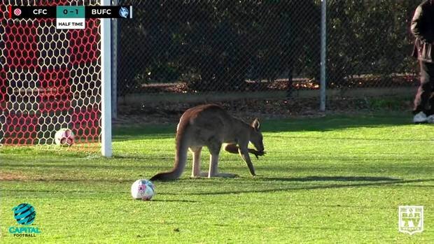 А какое мне дело до ваших игр?  Кенгуру вторгается на поле во время футбольного матча между Canberra FC и Belconnen United в Канберре, 24 июня 2018 года