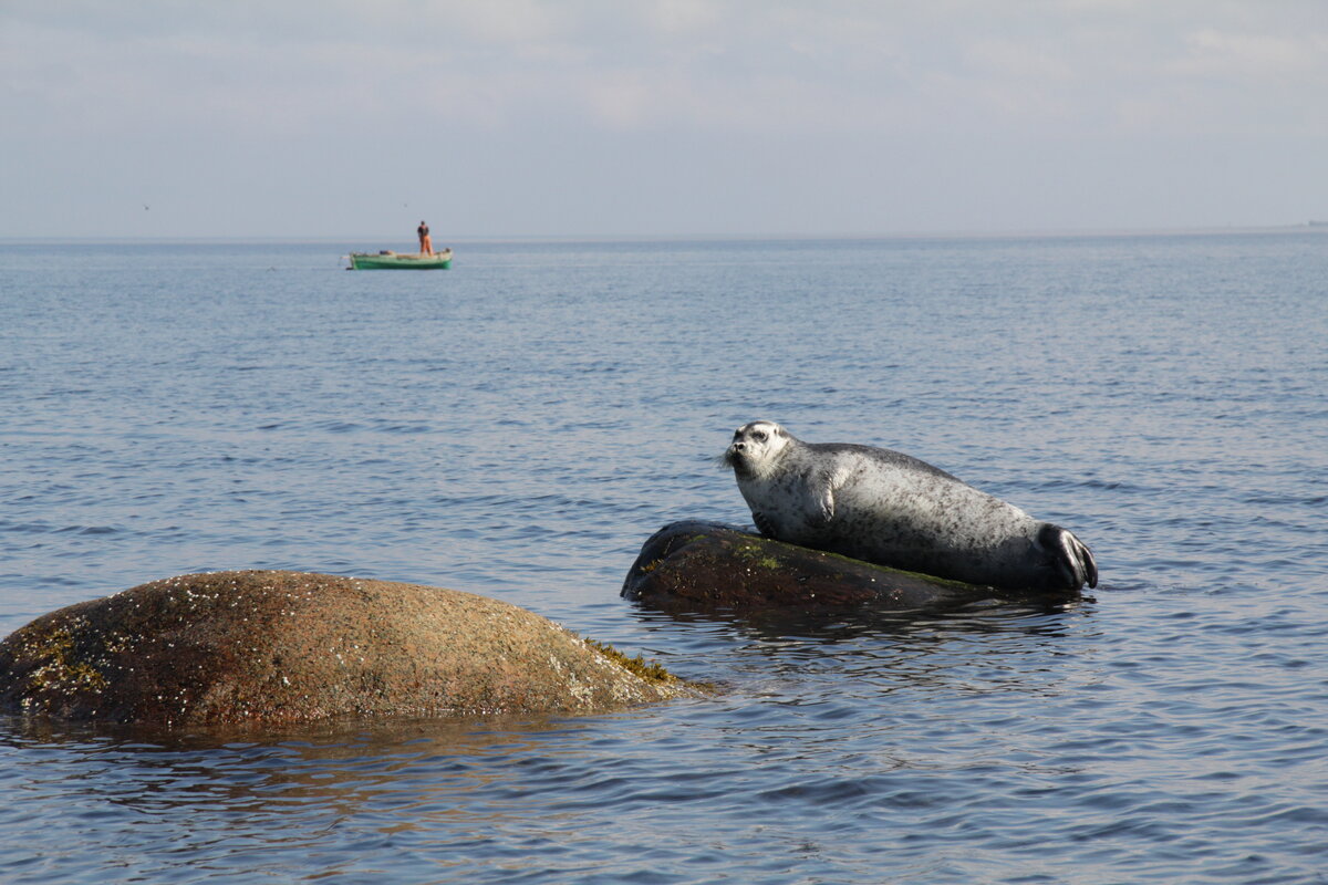 тюлени на белом море