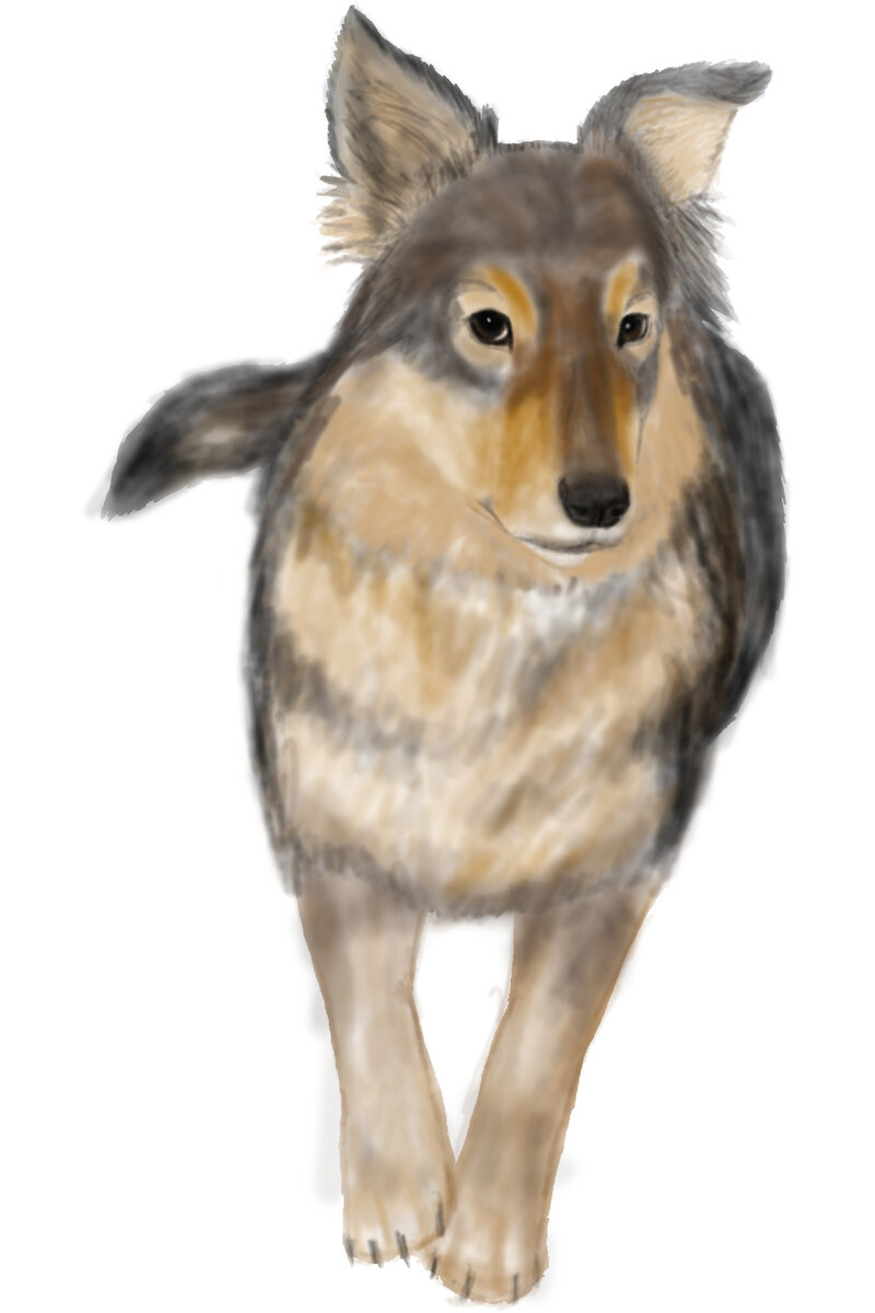 Самый, пожалуй, неоднозначный персонаж цикла. Она пресмыкается, пока чувствует силу, но может напасть ,как только почует слабину. Ее нельзя оставлять за спиной. ее морда по самые уши в крови кошек и котят. Ее глаза полны болью, которую трудно представить человеку и памятью того, что иначе. чем злодеянием назвать невозможно. Она спасла Мрака. Она - любимый и самый интересный собеседник Серого. 