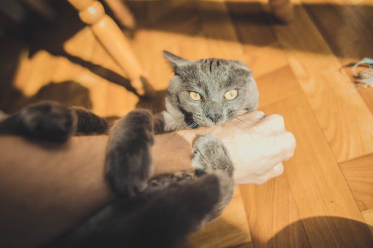 фото: Shutterstock