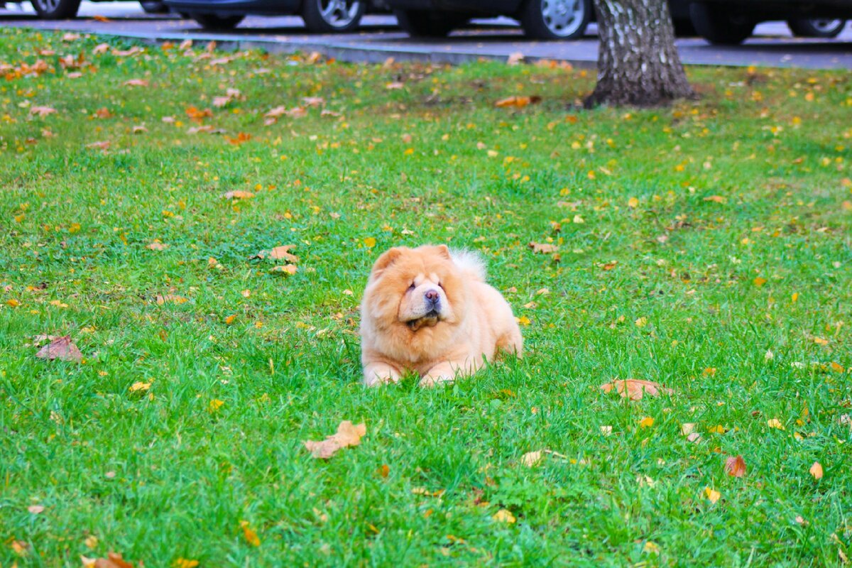 Фото взято с сайта заводчиков мини чау