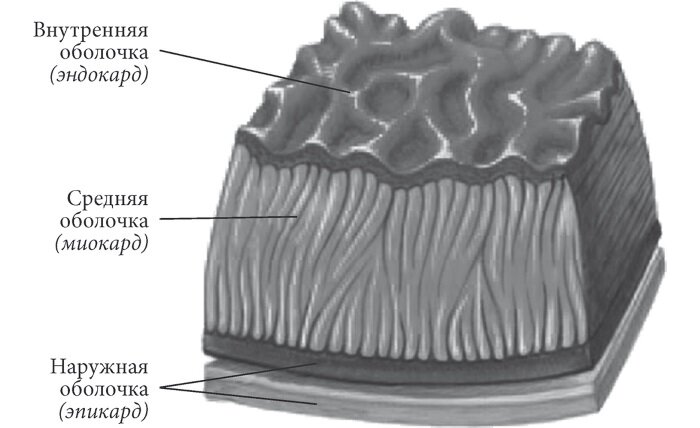 Источник иллюстрации: Яндекс картинки