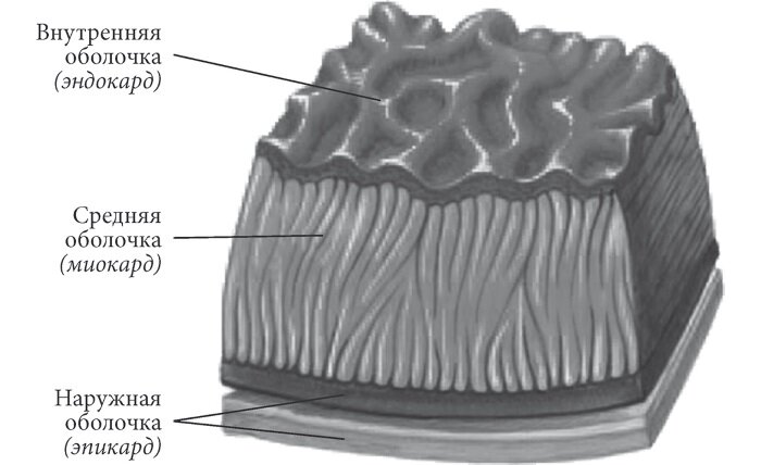 Срез стенки сердца рисунок