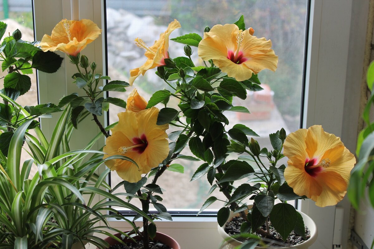 Гибискус и хлорофитум