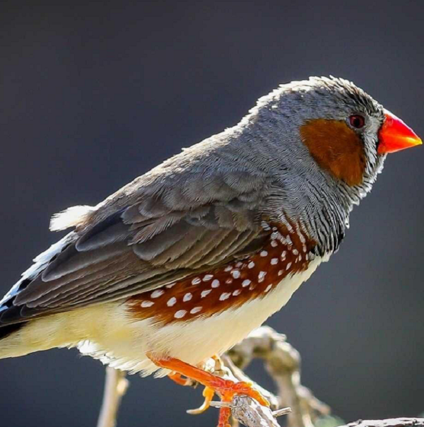 Зебра-зяблик. Источник: Яндекс.Картинки