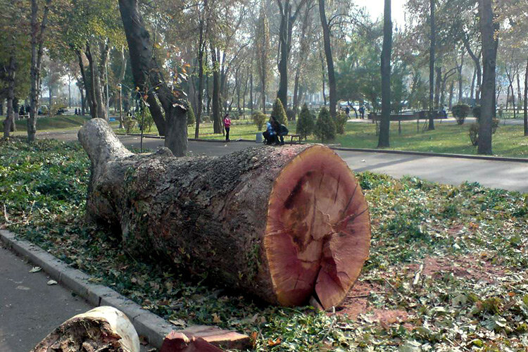 Спиленное дерево в Ташкенте. Фото с сайта Nuz.uz