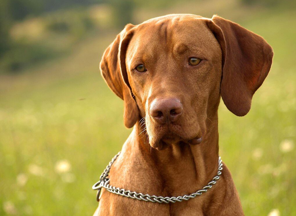 Выжла – универсальная охотничья собака с яркой внешностью и очень  дружелюбным характером | Собаки | Dogsacademy.ru | Дзен