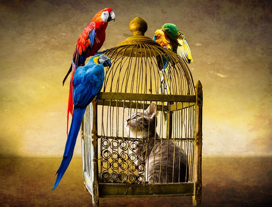 https://pixabay.com/illustrations/animals-cat-bird-parrot-ara-cage-2107902/