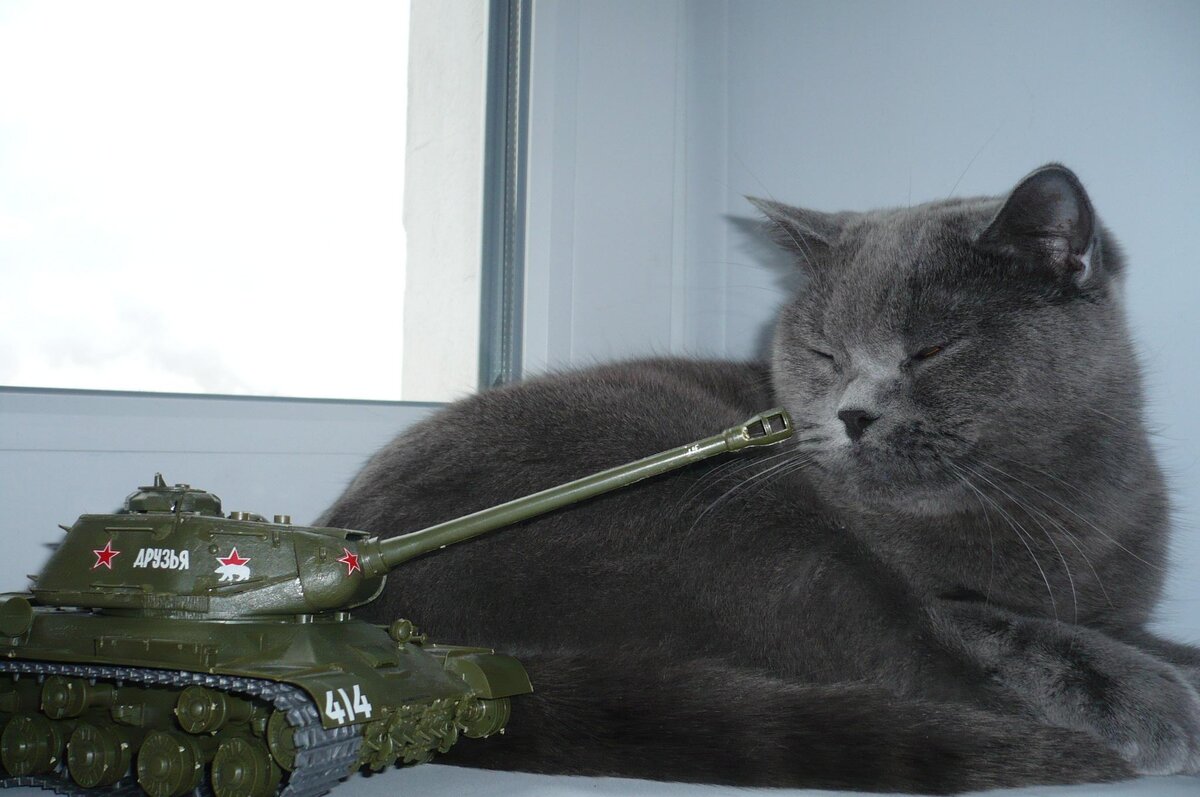 Кот танк. Кот в танке. Котенок в танке. Котики и танки.