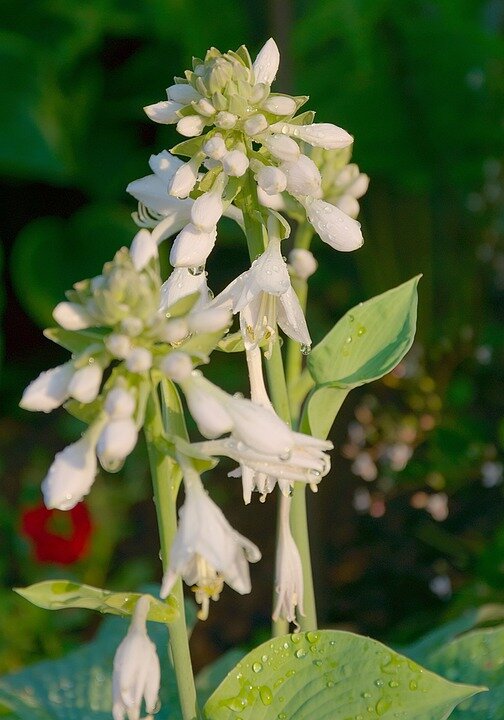 https://cdn.pixabay.com/photo/2019/07/07/16/57/hosta-4322873_960_720.jpg