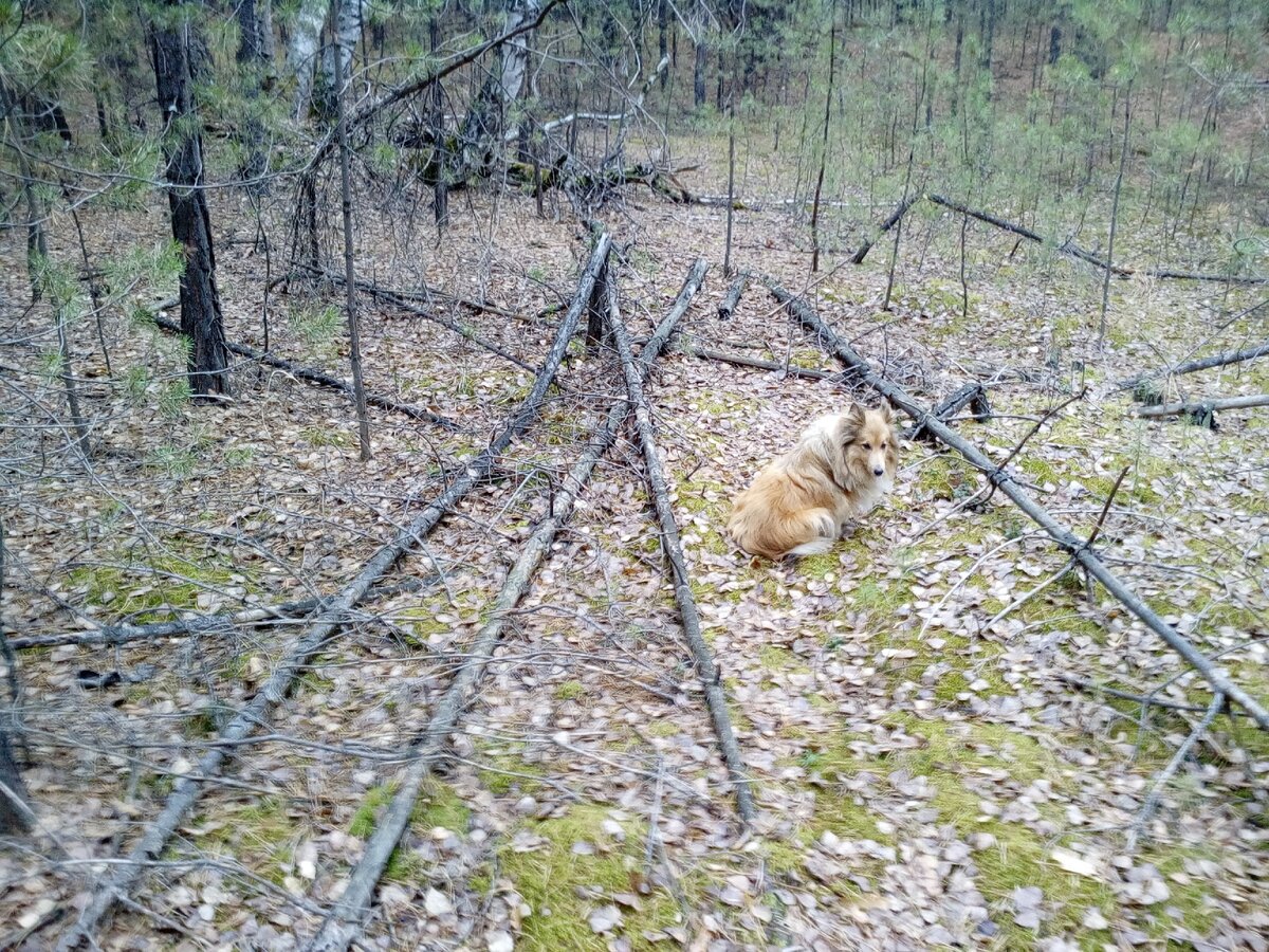 Валежник