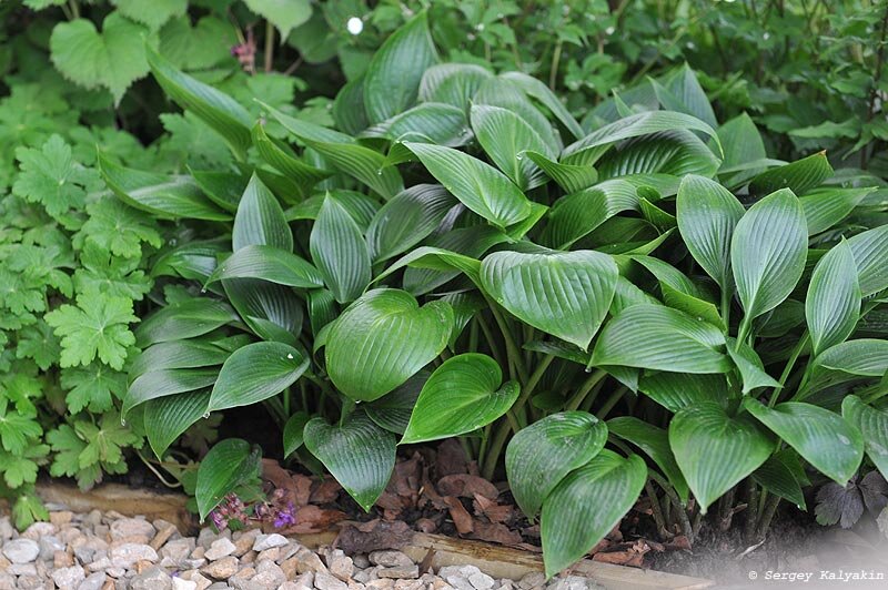 Green hosta. Хоста Девон Грин. Хоста гибридная Дэвон Грин. Хоста Devon Green. Хоста гибридная "Девон Грин".