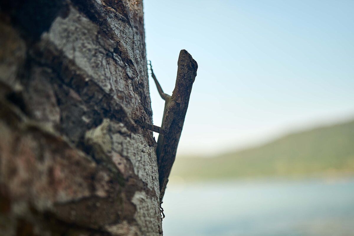 Богомол палочник мимикрия. След мимикрия с отягчающими. Результаты эволюции. Палочник мимикрия. Палочник мимикрия.