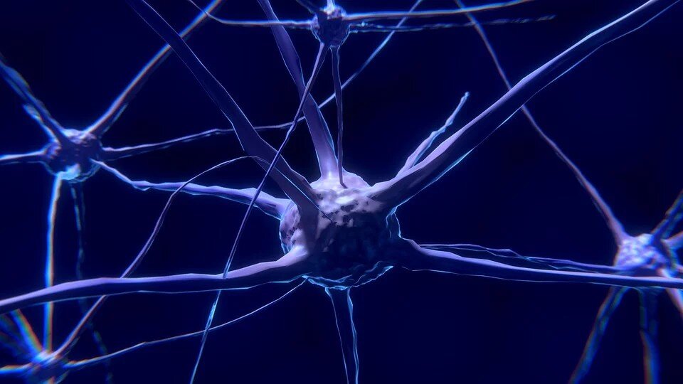 Источник: https://pixabay.com/illustrations/nerve-cell-neuron-brain-neurons-2213009/