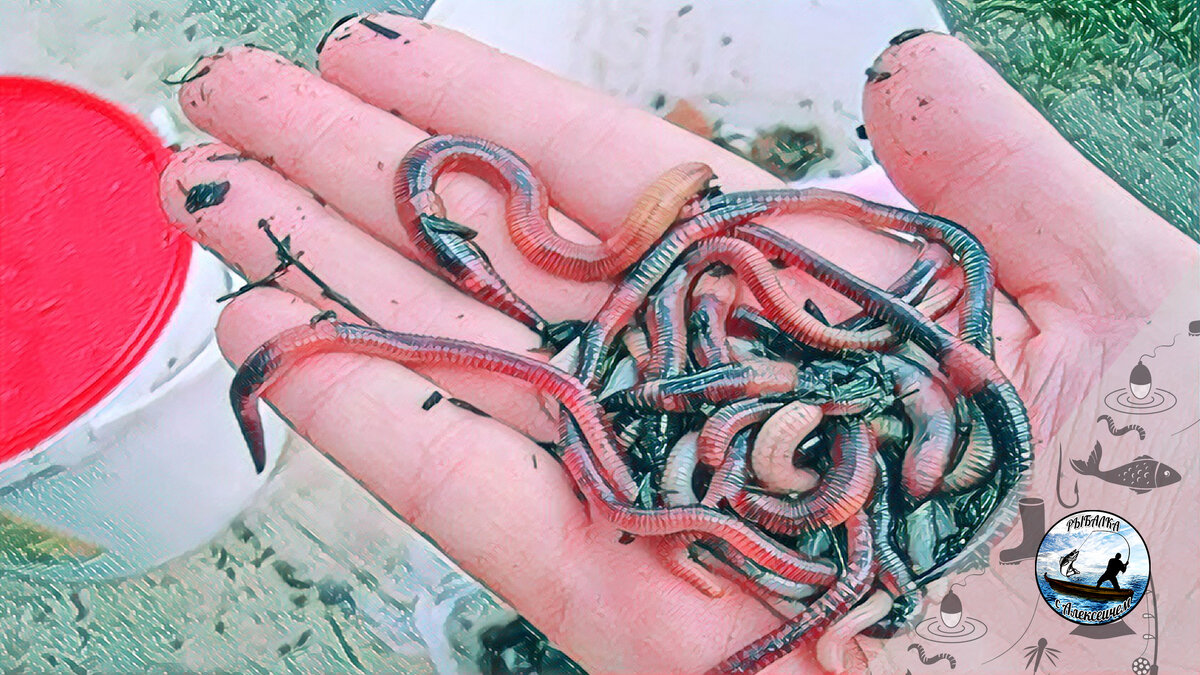 Черви для рыбалки