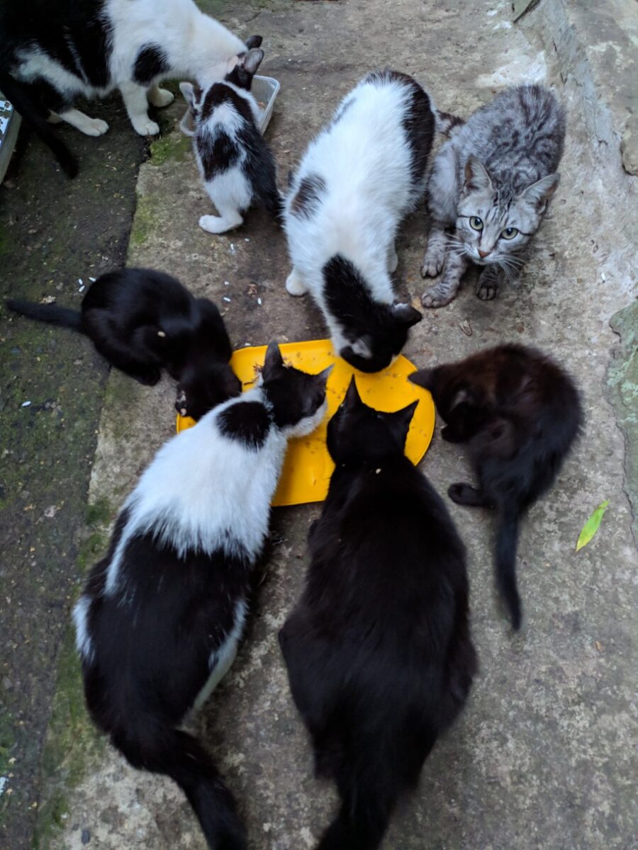 "Кошачья столовая"