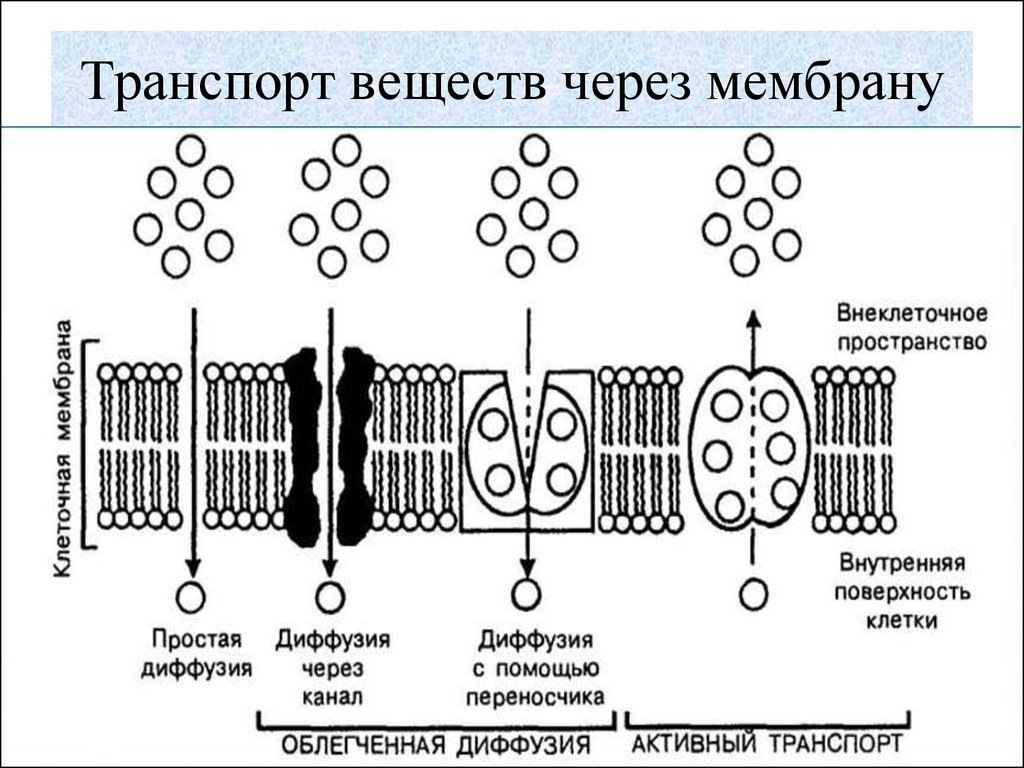 Образование и эволюция звезд и планет - скачать презентацию