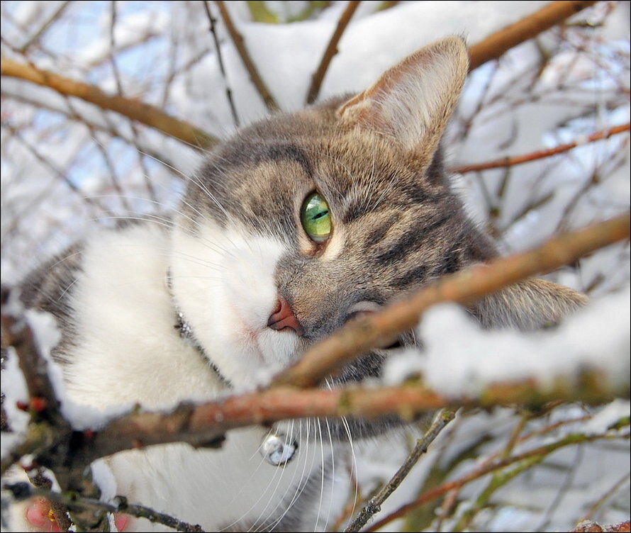 Кошка, солнце, снег... Чудесно!