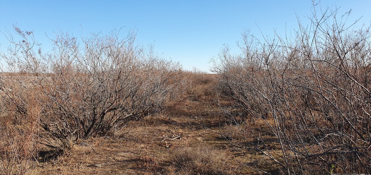 Тут кусты высокие и густые, стрелять не очень удобно, а вот зайцам наоборот нравится.