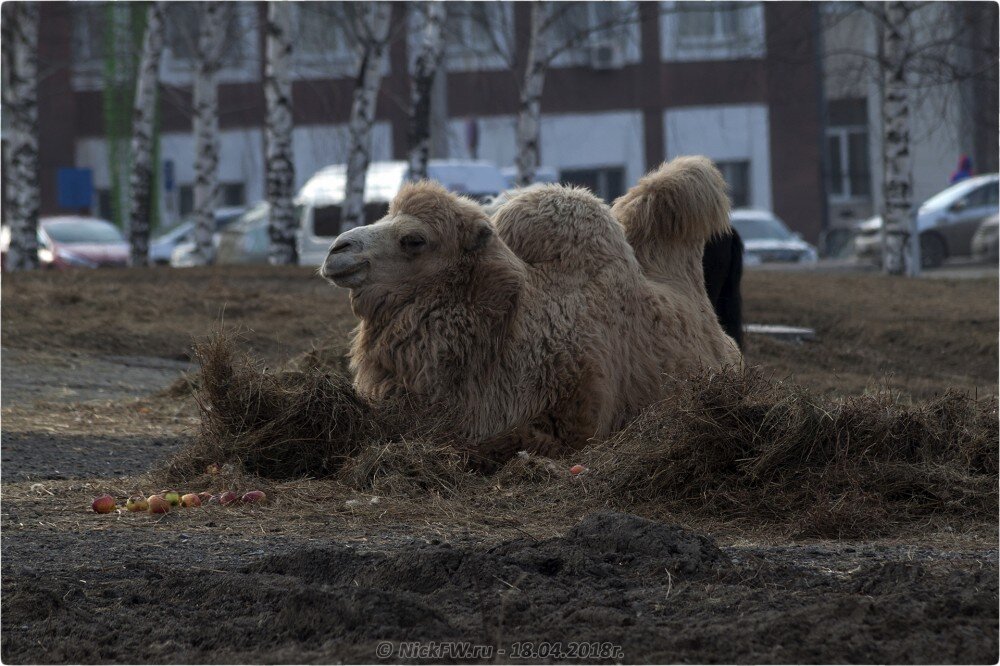 2. Передвижной «Зоопарк» в Кемерово © NickFW.ru — 18.04.2019г.