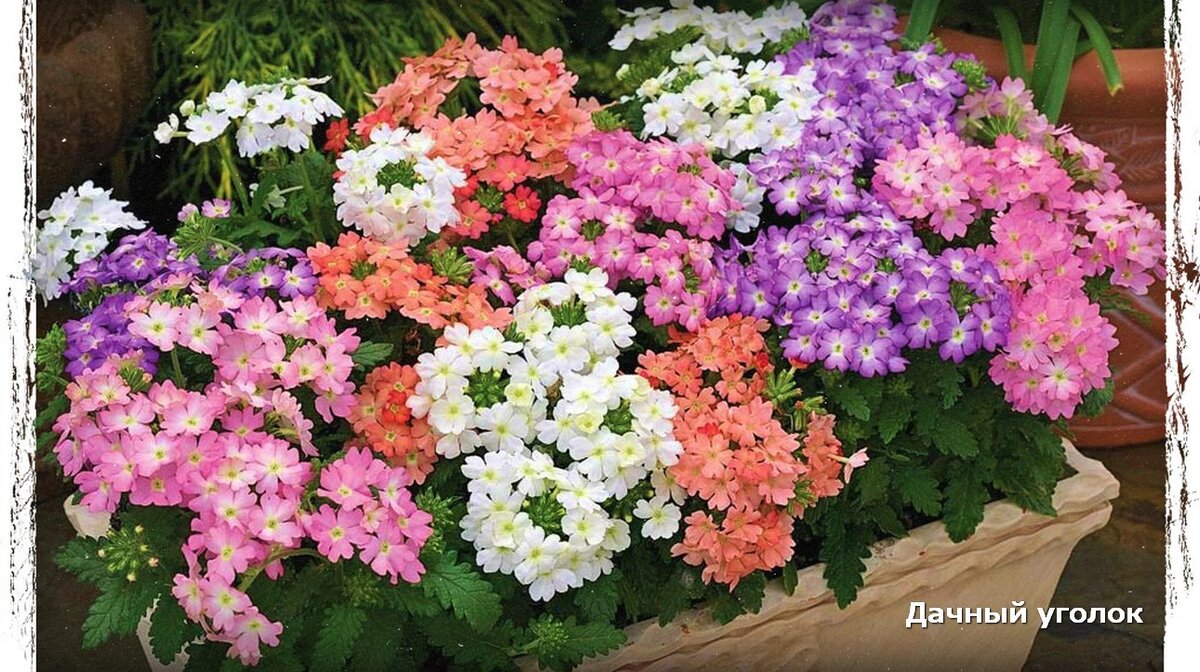 вербена покровная. вербена цветок. вербена гибридная мамут микс. вербена крупнолистная. вербена.