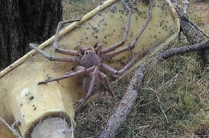 Вот такие соседи