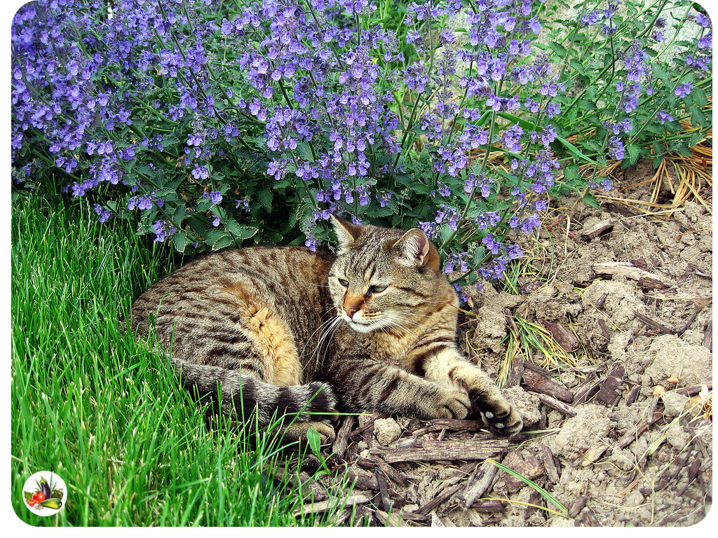 котовник с котом