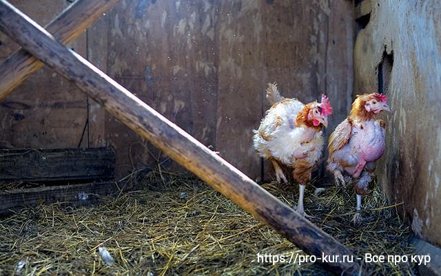 Курица. Выпадает перо у кур линька. Почему у кур выпадают. Почему у кур выпадают. Почему у кур выпадают.