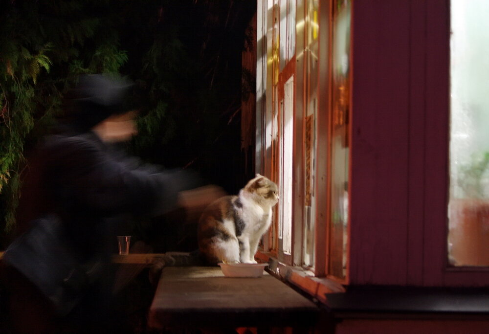 "Вечерний чай" - пестрая кошка у киоска автостоянки.