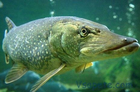 Слепые зоны и зоны видимости Итак, чтобы понять, что может видеть щука, нужно сначала понять, чего она видеть не может. Первая слепая зона находится сзади рыбы . Вы не видите своих ушей, и щука в спокойном состоянии не видит своего хвоста и всего, что за ним. Вторая зона находится снизу. Видеть под собой щука не может. Мешает строение черепа. Да и шея не гнется. Третья зона расположена сверху. Она начинается перед верхней челюстью и идет сверху вдоль всего позвоночника узкой полоской.

Первая зона видимости – боковая. Щука может видеть объекты справа и слева от себя, но не может определить, на каком расстоянии они находятся. Судя по поведению щуки перед атакой, именно этот сектор предоставляет хищнице наибольшее количество необходимой информации об окружающей действительности. В частности, находясь в этом секторе, потенциальная жертва «сообщает» готовящейся к атаке щуке информацию о скорости своего перемещения. Вторая зона видимости – фронтальная. Это сектор, находясь в котором, объект в наибольшей степени рискует быть атакованным, если движется с «правильной» скоростью, то есть с такой скоростью, при которой щука может определить для себя ВСЕ необходимые условия возможной будущей атаки. В этом секторе щука имеет бинокулярное (стереоскопическое) зрение, как у всех позвоночных, что дает ей возможность с достаточной для атаки точностью определить расстояние до жертвы и направление атаки.