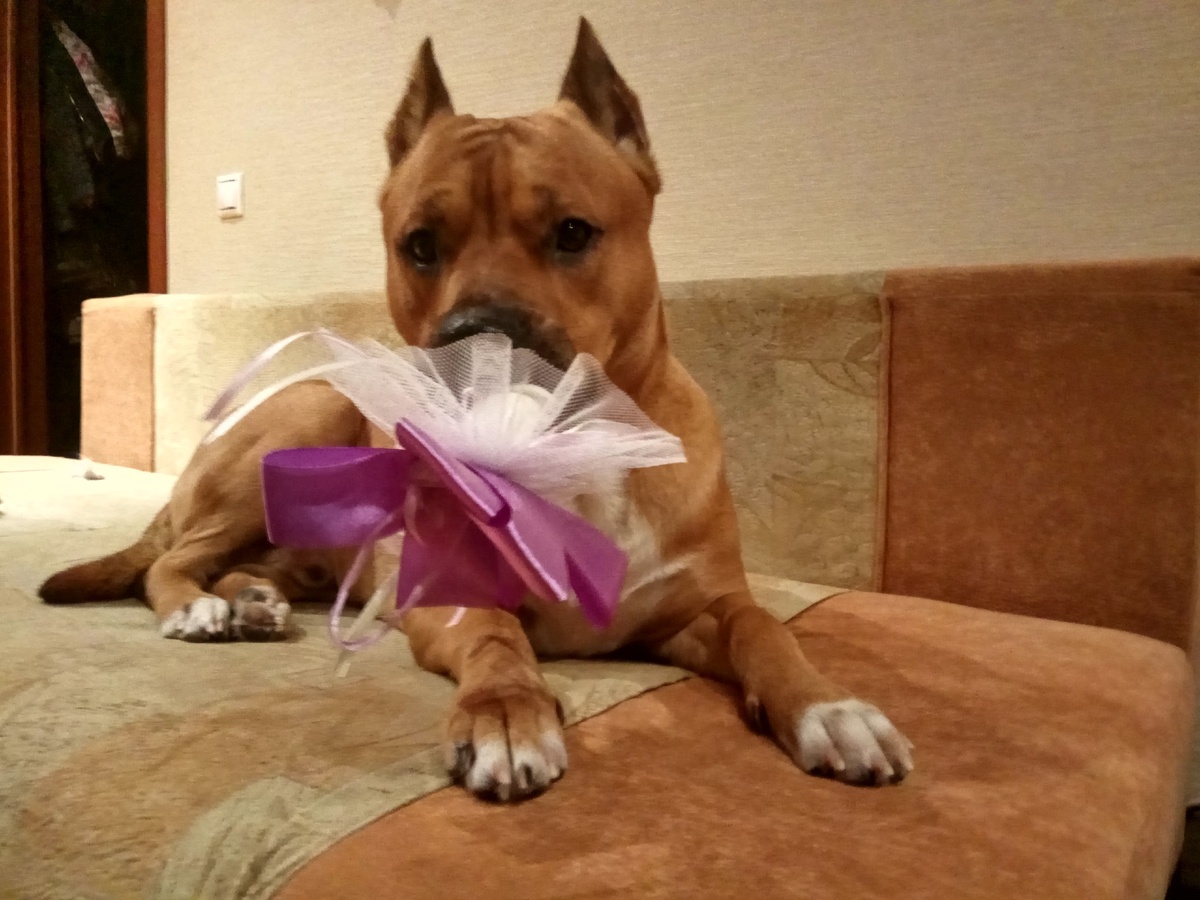 Лучший подарок - это я!))