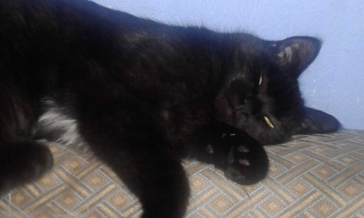                                          Джастин. Полушотлашка. Главарь нашей банды.