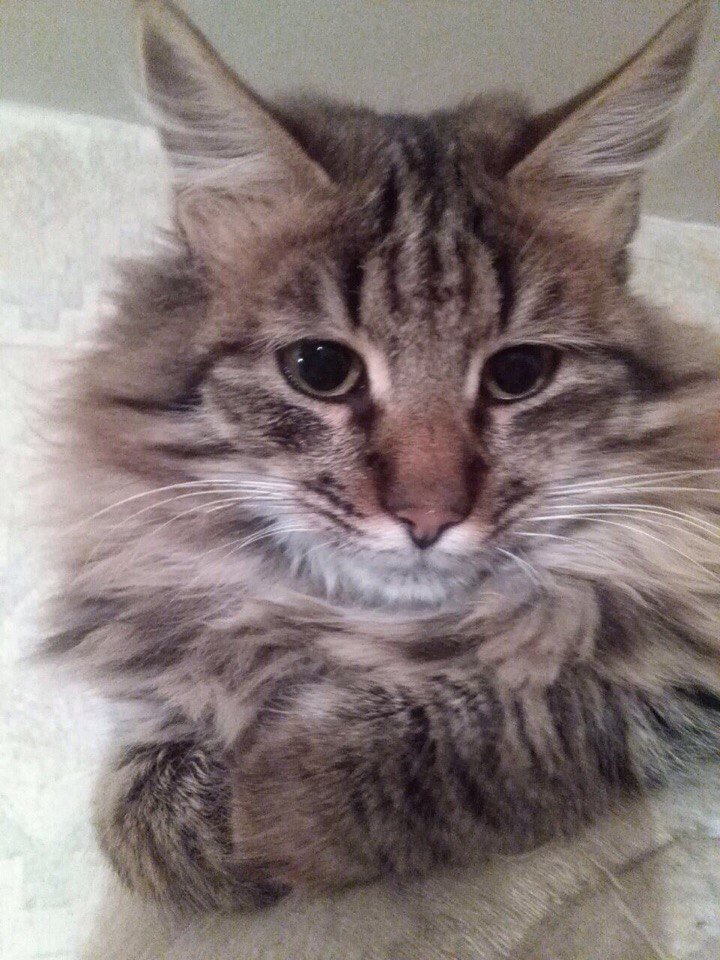 Ганс был совсем молоденьким котом, когда оказался на улице