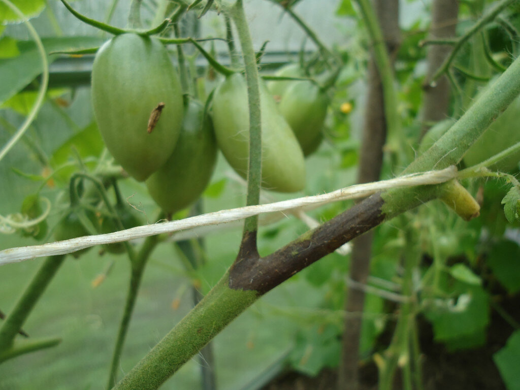 Так начинается фитофтора....