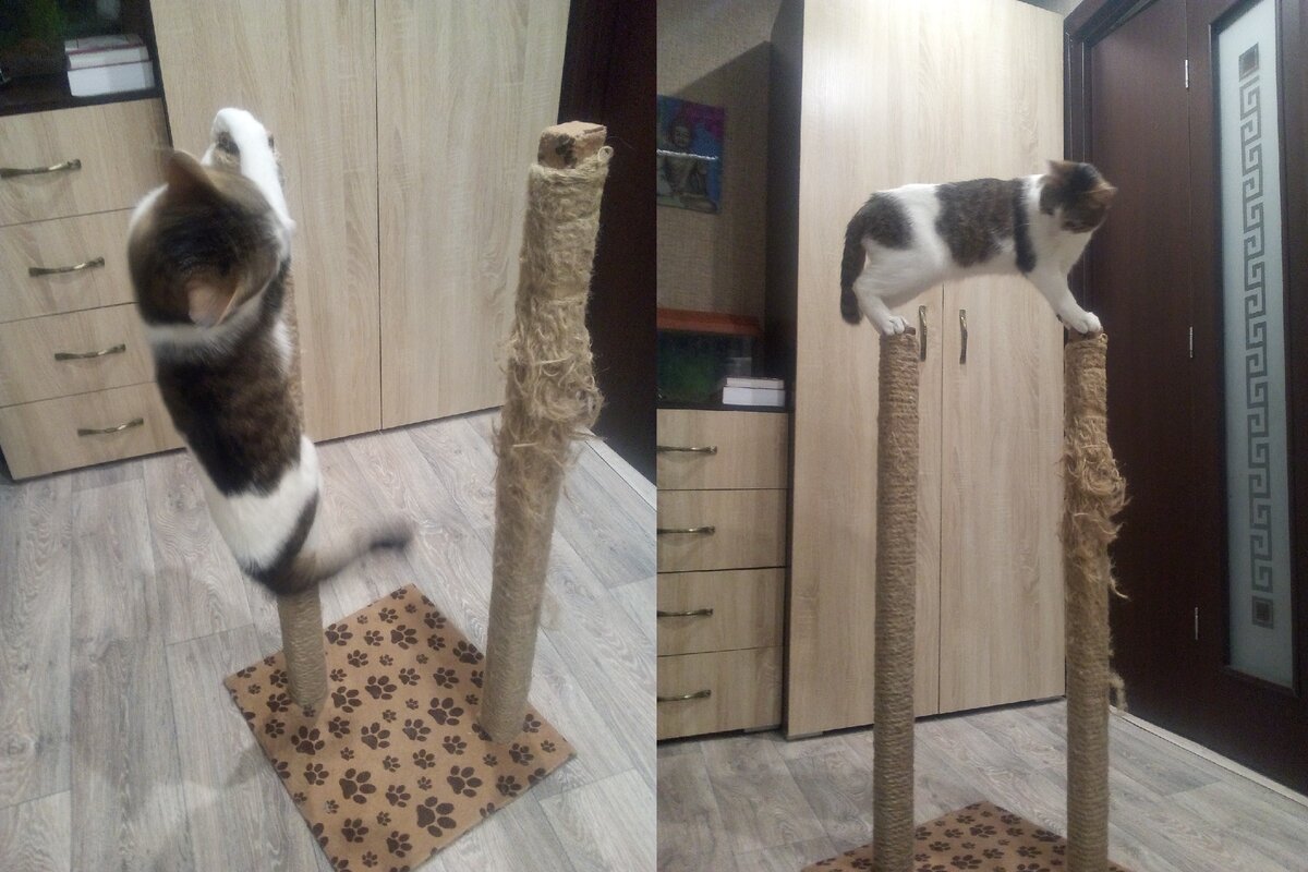 Когтеточка двойная высокая.