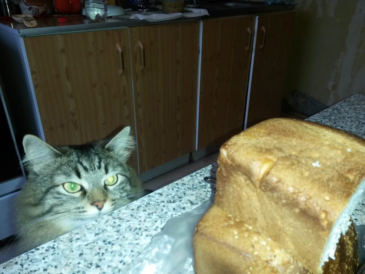 Кот Маркус в гордом одиночестве ждет что ему дадут со стола!