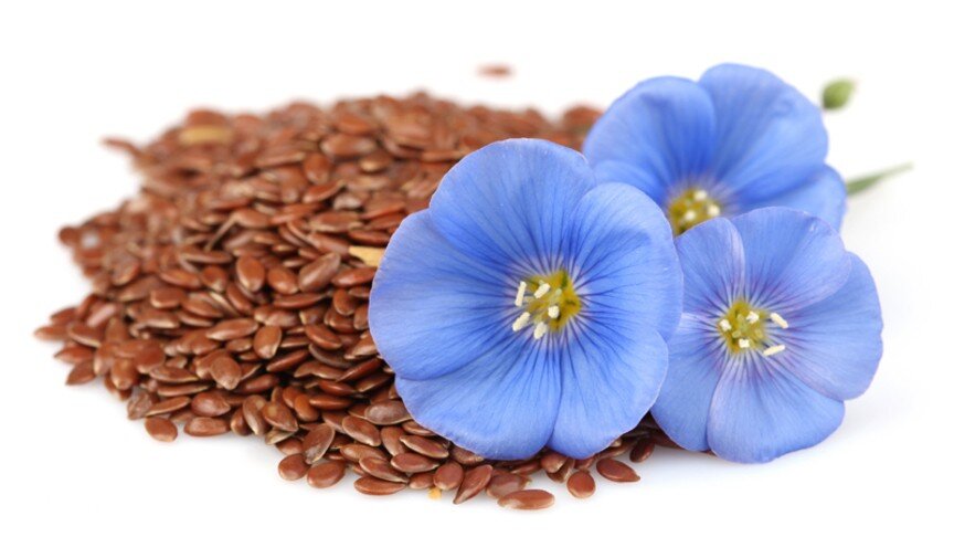 семена льна