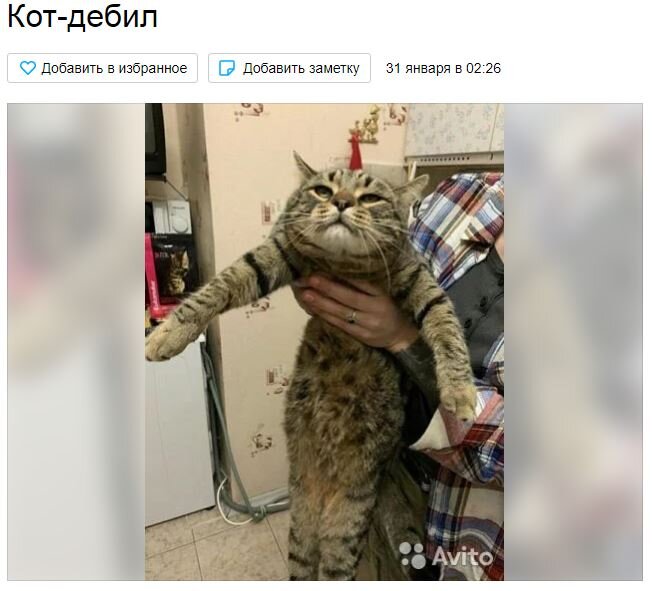 Скриншот объявления с сайта "Авито". Объявление размещено пользователем "Саша".