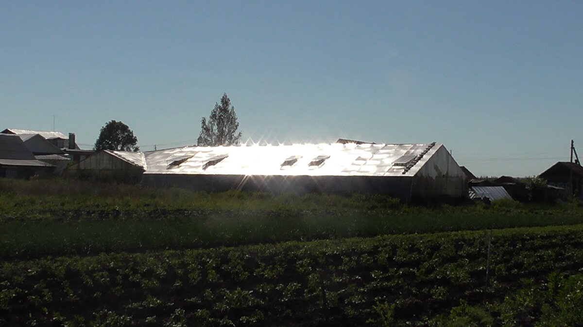 наш тепличный комплекс 560 кв метров